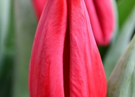 Tulipa First Star (4)